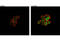 Signal Transducer And Activator Of Transcription 4 antibody, 4134S, Cell Signaling Technology, Immunocytochemistry image 