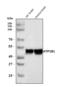 ATPase Na+/K+ Transporting Subunit Beta 1 antibody, A03469-1, Boster Biological Technology, Western Blot image 