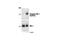 Insulin Receptor Substrate 1 antibody, 2386S, Cell Signaling Technology, Western Blot image 