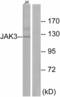 Janus Kinase 3 antibody, GTX34020, GeneTex, Western Blot image 