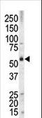 MLLT3 Super Elongation Complex Subunit antibody, LS-C100432, Lifespan Biosciences, Western Blot image 