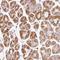 Patatin Like Phospholipase Domain Containing 5 antibody, HPA054211, Atlas Antibodies, Immunohistochemistry frozen image 