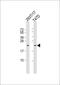 Ras Homolog Family Member Q antibody, 62-073, ProSci, Western Blot image 