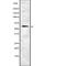 Solute Carrier Family 1 Member 1 antibody, abx218610, Abbexa, Western Blot image 