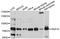 Sorting Nexin 18 antibody, A10337, ABclonal Technology, Western Blot image 