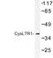 Cysteinyl Leukotriene Receptor 1 antibody, LS-C177083, Lifespan Biosciences, Western Blot image 