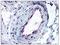 Activin A Receptor Type 1 antibody, AP08420PU-N, Origene, Immunohistochemistry frozen image 