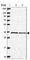 Mitochondrial Ribosomal Protein L4 antibody, HPA051261, Atlas Antibodies, Western Blot image 