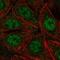 Phosphorylase Kinase Regulatory Subunit Alpha 2 antibody, HPA002912, Atlas Antibodies, Immunofluorescence image 