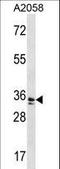 WD Repeat Domain 5 antibody, LS-C160591, Lifespan Biosciences, Western Blot image 