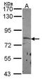 Semaphorin 3F antibody, GTX114743, GeneTex, Western Blot image 