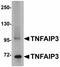 TNF Alpha Induced Protein 3 antibody, LS-B4603, Lifespan Biosciences, Western Blot image 