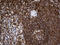 Cytokine Receptor Like Factor 3 antibody, LS-C796337, Lifespan Biosciences, Immunohistochemistry paraffin image 