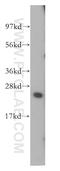 Small Proline Rich Protein 3 antibody, 11742-1-AP, Proteintech Group, Western Blot image 