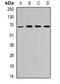 Syntaxin Binding Protein 3 antibody, abx141459, Abbexa, Western Blot image 
