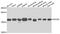 Programmed Cell Death 6 antibody, PA5-76990, Invitrogen Antibodies, Western Blot image 