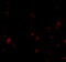 BR Serine/Threonine Kinase 1 antibody, 4083, ProSci, Immunofluorescence image 