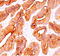 Cytokeratin Pan  antibody, AM50198PU-S, Origene, Immunohistochemistry paraffin image 