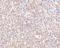 STEAP Family Member 1 antibody, A07506, Boster Biological Technology, Immunohistochemistry frozen image 