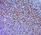BTG Anti-Proliferation Factor 1 antibody, GTX60192, GeneTex, Immunohistochemistry paraffin image 