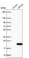 Ubiquitin Domain Containing 2 antibody, PA5-57449, Invitrogen Antibodies, Western Blot image 