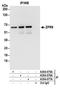 Zinc Finger Protein 622 antibody, A304-076A, Bethyl Labs, Immunoprecipitation image 