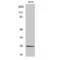 TNF Superfamily Member 9 antibody, LS-C382516, Lifespan Biosciences, Western Blot image 