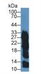 Zymogen Granule Protein 16B antibody, LS-C719957, Lifespan Biosciences, Western Blot image 