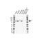 Sp1 Transcription Factor antibody, VMA00309, Bio-Rad (formerly AbD Serotec) , Western Blot image 