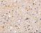 Brain Expressed X-Linked 3 antibody, A09675, Boster Biological Technology, Immunohistochemistry frozen image 