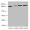 G Elongation Factor Mitochondrial 2 antibody, LS-C675811, Lifespan Biosciences, Western Blot image 