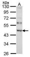 WT1 Associated Protein antibody, PA5-27764, Invitrogen Antibodies, Western Blot image 