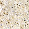 RAD9 Checkpoint Clamp Component A antibody, 18-367, ProSci, Immunohistochemistry paraffin image 