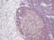 Interleukin 2 antibody, AHP1032B, Bio-Rad (formerly AbD Serotec) , Enzyme Linked Immunosorbent Assay image 