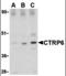 C1q And TNF Related 6 antibody, MBS150906, MyBioSource, Western Blot image 
