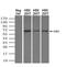 Glutamate Decarboxylase 1 antibody, MA5-24909, Invitrogen Antibodies, Western Blot image 