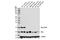 HRas Proto-Oncogene, GTPase antibody, 14429S, Cell Signaling Technology, Western Blot image 