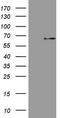 Mitogen-Activated Protein Kinase Kinase Kinase 8 antibody, LS-C340504, Lifespan Biosciences, Western Blot image 