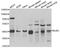 BUB3 Mitotic Checkpoint Protein antibody, A6536, ABclonal Technology, Western Blot image 