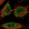 Chromosome 1 Open Reading Frame 216 antibody, PA5-65093, Invitrogen Antibodies, Immunofluorescence image 