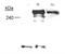 Neurofibromin 1 antibody, GTX30208, GeneTex, Western Blot image 