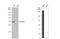 Four And A Half LIM Domains 1 antibody, NBP2-16490, Novus Biologicals, Western Blot image 