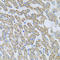Neurotrophin 4 antibody, LS-C331246, Lifespan Biosciences, Immunohistochemistry paraffin image 