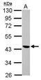 SPARC-related modular calcium-binding protein 1 antibody, PA5-31392, Invitrogen Antibodies, Western Blot image 