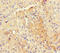 RMD5A antibody, LS-C318184, Lifespan Biosciences, Immunohistochemistry paraffin image 