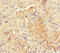 Required For Meiotic Nuclear Division 5 Homolog A antibody, LS-C318184, Lifespan Biosciences, Immunohistochemistry paraffin image 