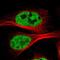 Cell Division Cycle 5 Like antibody, NBP1-85720, Novus Biologicals, Immunofluorescence image 