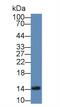 Fatty Acid Binding Protein 1 antibody, MBS2028465, MyBioSource, Western Blot image 