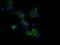 Mitogen-Activated Protein Kinase Kinase 3 antibody, LS-C787764, Lifespan Biosciences, Immunofluorescence image 