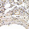 G3BP Stress Granule Assembly Factor 1 antibody, LS-C333996, Lifespan Biosciences, Immunohistochemistry frozen image 